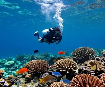 Mergulho em Bombinhas: Explore as Maravilhas Subaquáticas de SC Mergulho em Bombinhas: Explore as Maravilhas Subaquáticas de SC